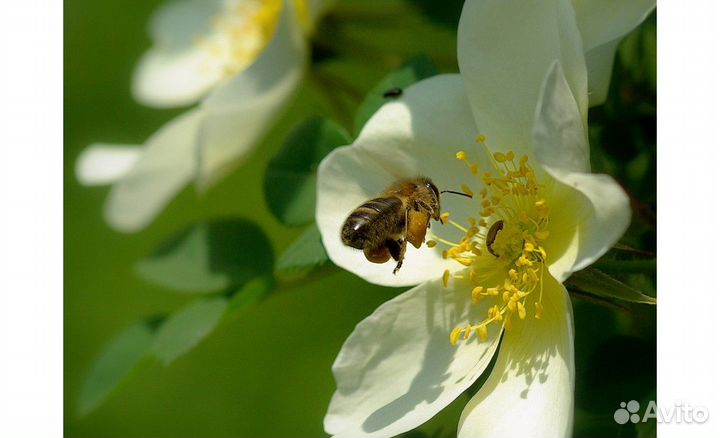 Мёд с собственной пасеки
