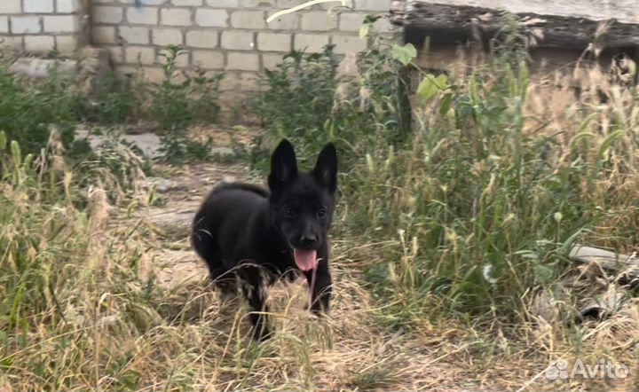 Щенки немецкой овчарки