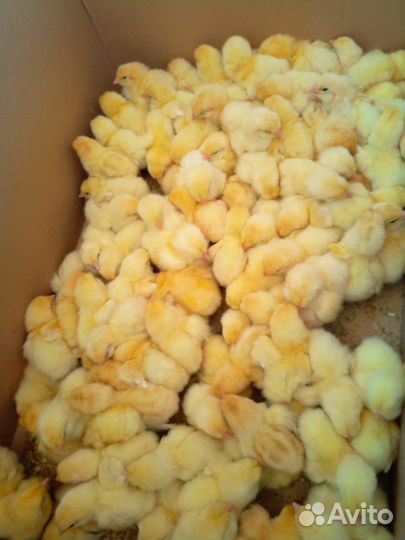 Куры несушки легорн