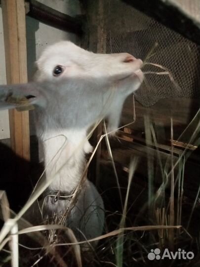 Козье молоко