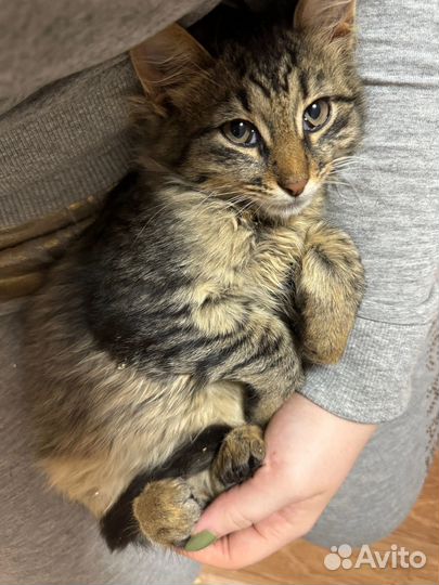 Котята ищут дом