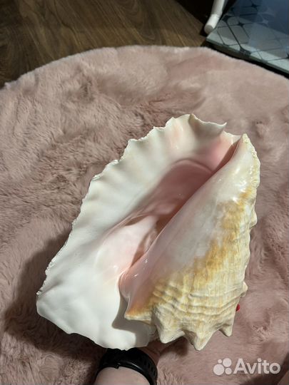 Морские ракушки раковины