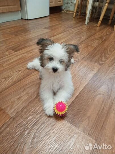 Собака маленькая порода