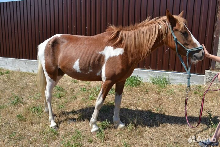 Пони кобыла 120см