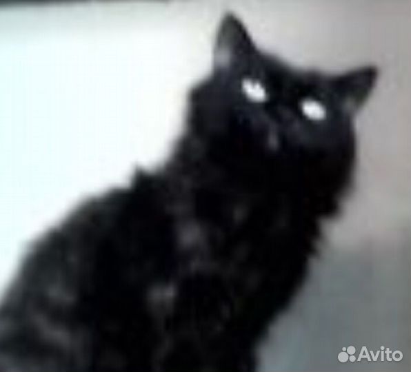 Ангорский кот