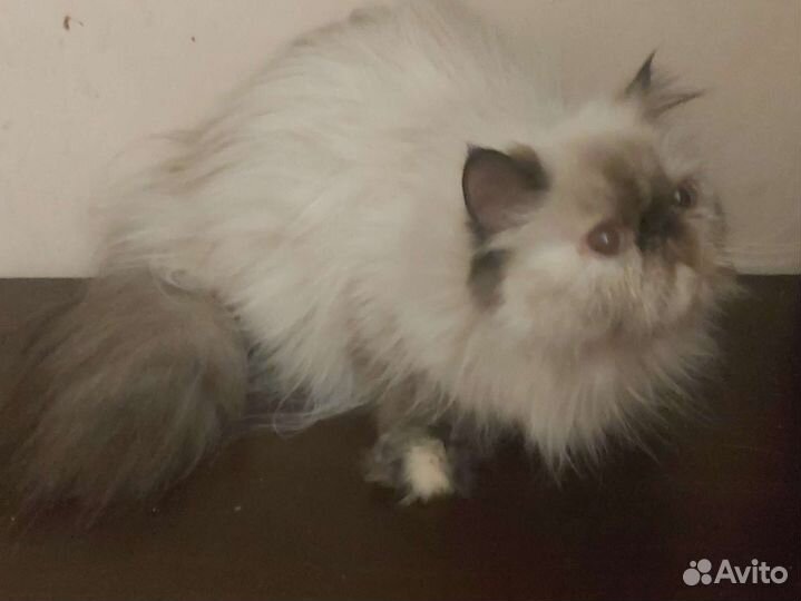 Персидская