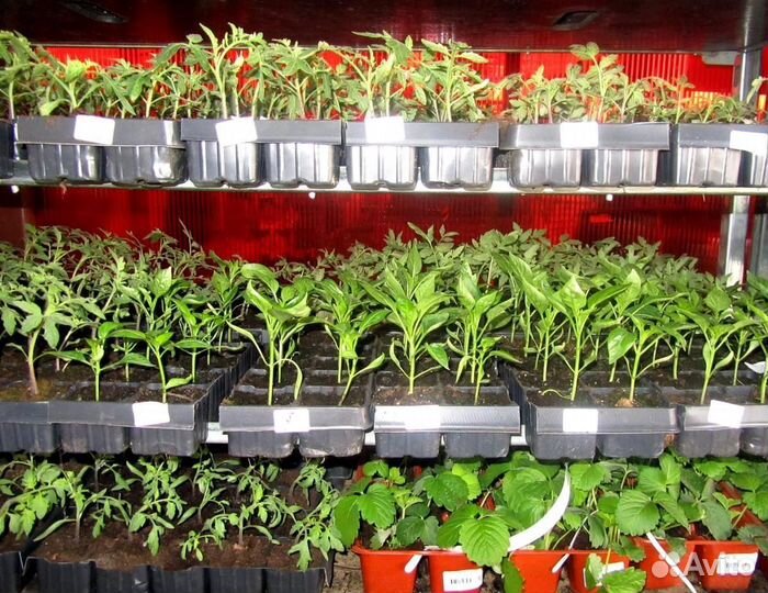 Продаётся рассада