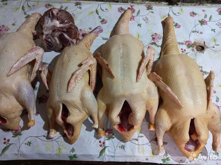 Мясо домашней птицы