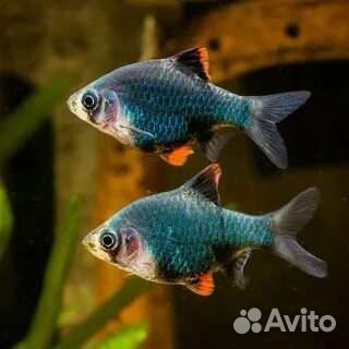 Рыбки аквариумные барбусы и аквариумы 5-65л