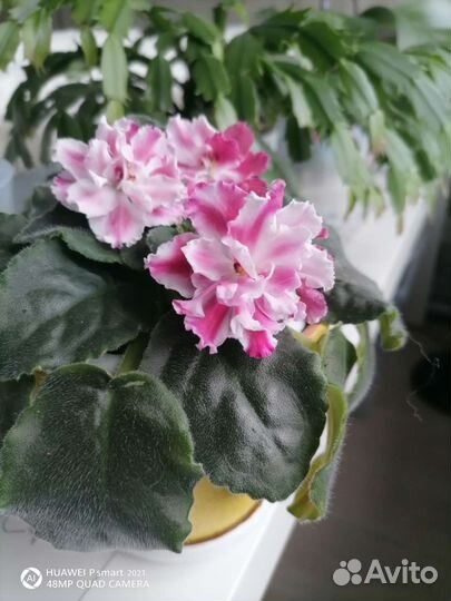 Фиалка цветущая в горшке