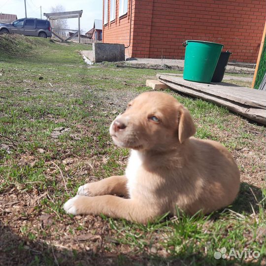 Щенок русской гончей