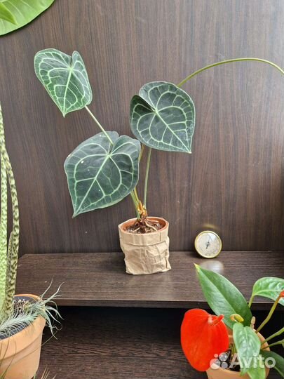 Антуриум Кларинервиум