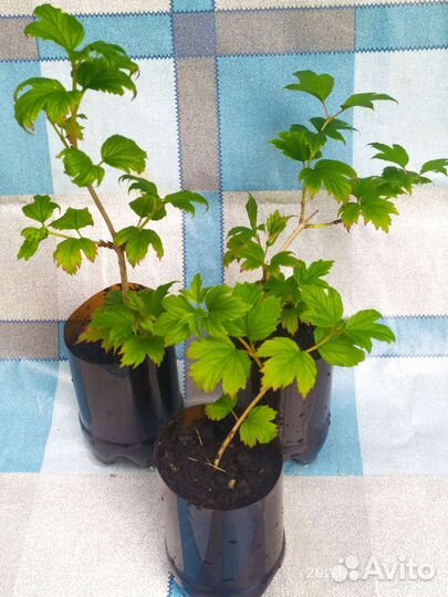 Бульданеш kalina