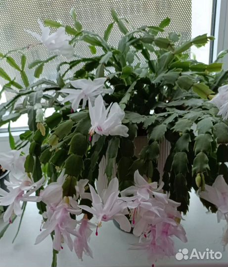 Цветок декабрист