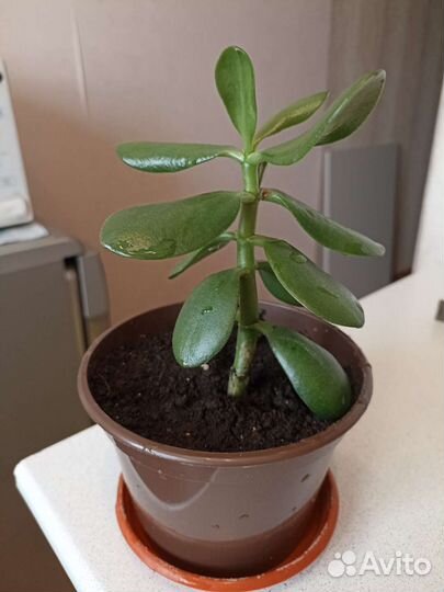 Крассула толстянка