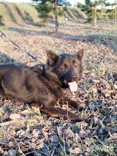 Собака в добрые руки отдам бесплатно