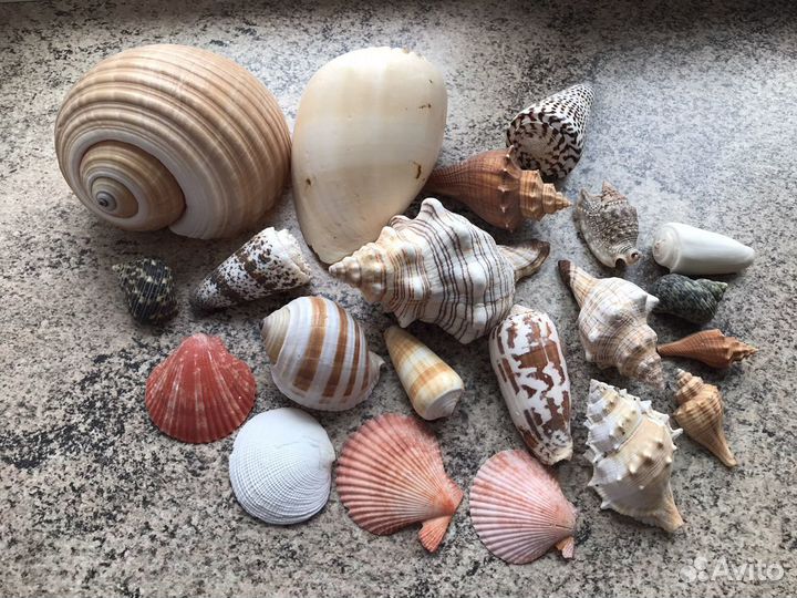 Ракушка. Набор