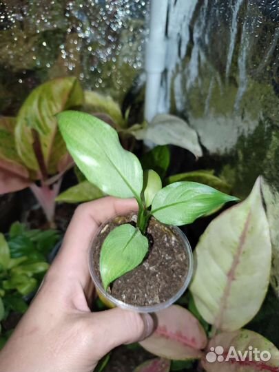 Спатифиллум Спилт милк круглый лист