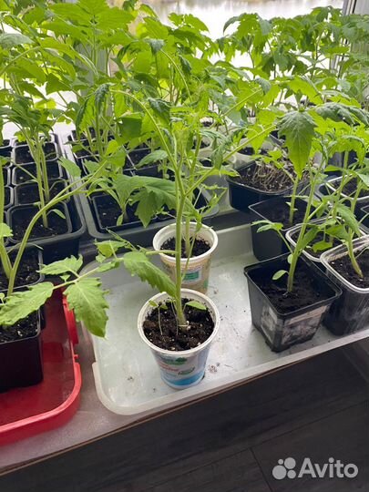 Рассада помидор