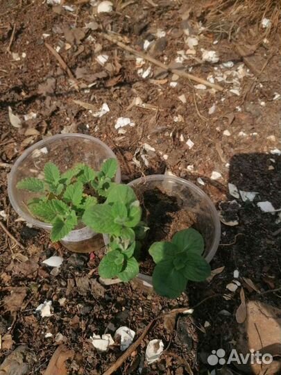 Мелисса лимонная, мята перечная