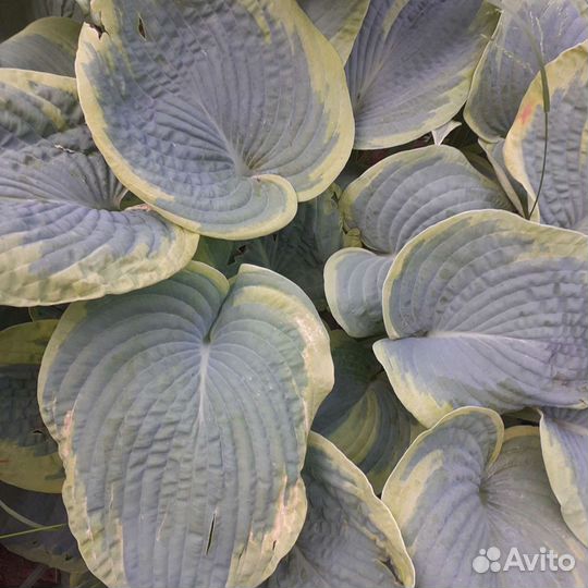 Рассада малины и клубники ремонтантной