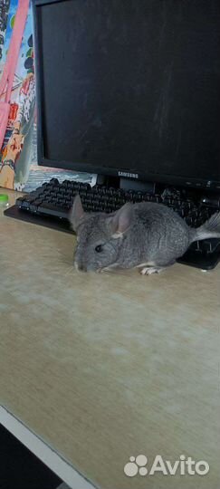 Шиншиллята