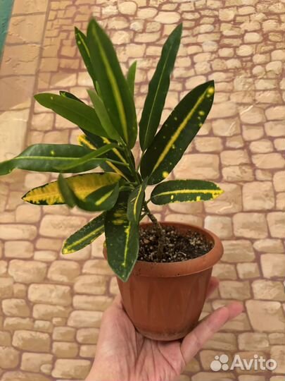 Кротон тайский