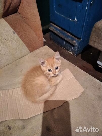 Котенок мальчик в добрые руки