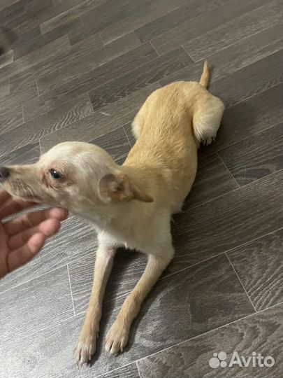 Мини той-терьер, вязка