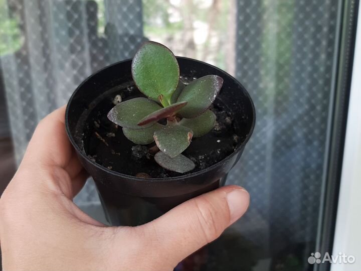 Крассула толстянка