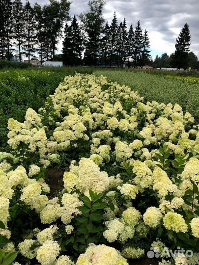 Гортензия пинк даймонд