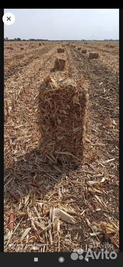Сено кукурузный