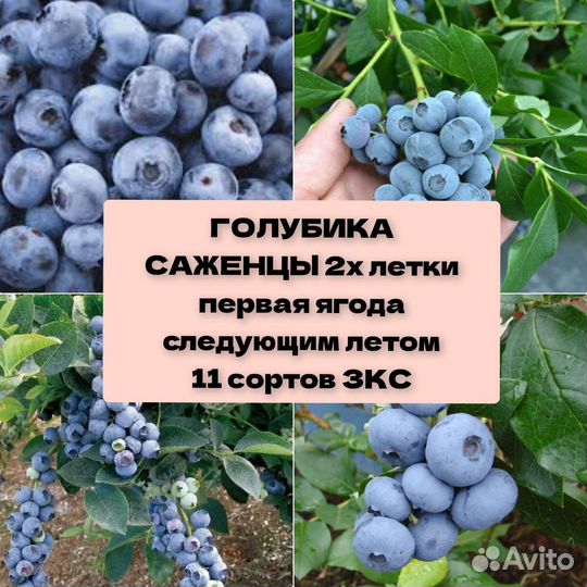 Голубика саженцы 2х летки зкс
