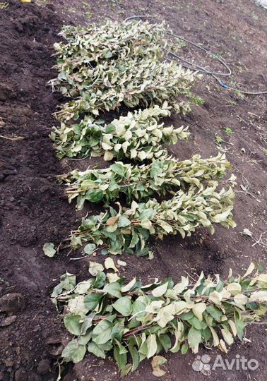 Саженцы яблони