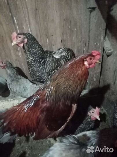 Ветеринарная помощь на дому