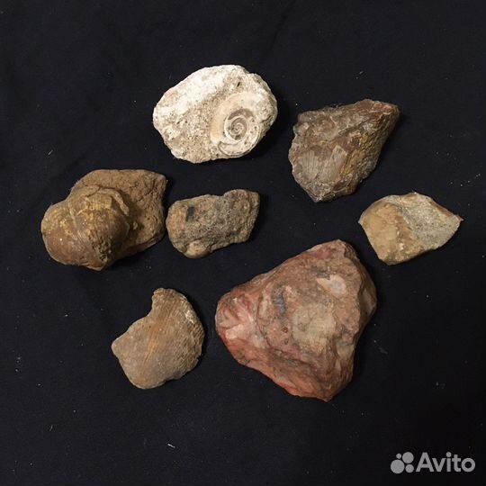 Окаменелые ракушки, пчелиные соты