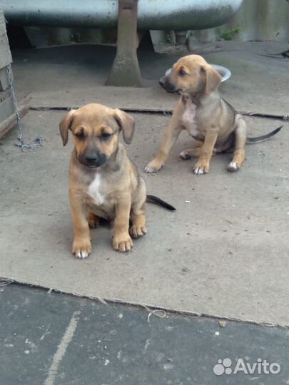 Щенки бесплатно