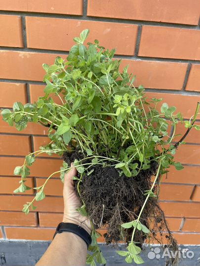 Душица саженцы 2 сорта