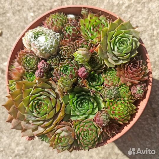 Молодила. Садовые суккуленты