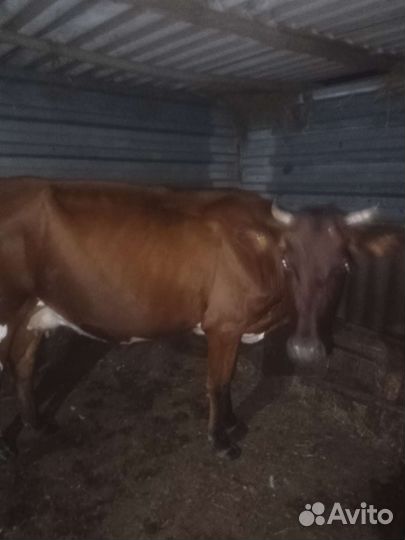 Корова дойная