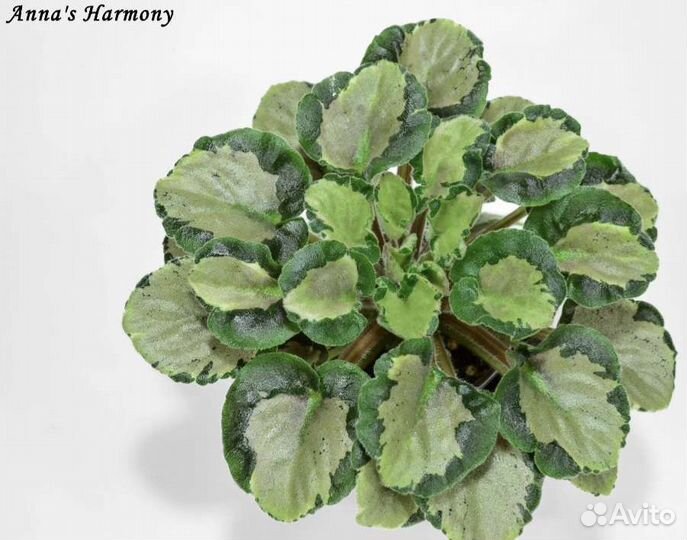 Сортовые фиалки