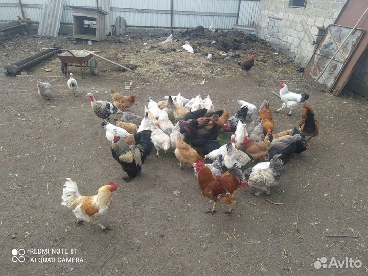 Куры питухи