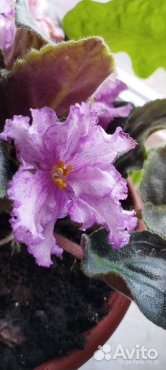 Сортовые фиалки