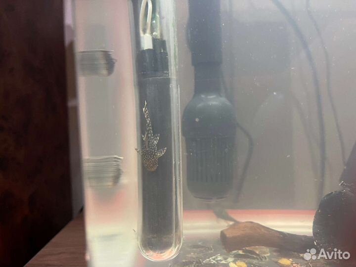 Мальки сома анцитруса, 3-4 см