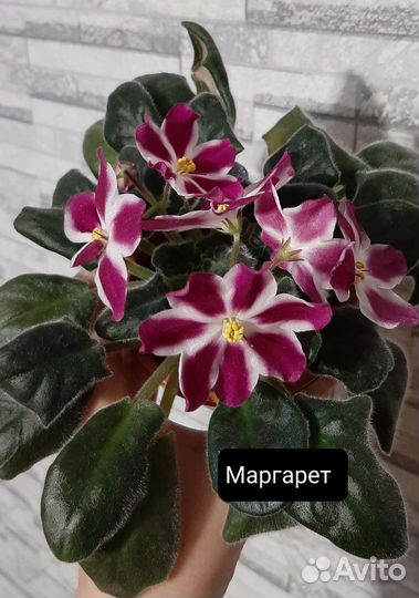 Сортовые фиалки