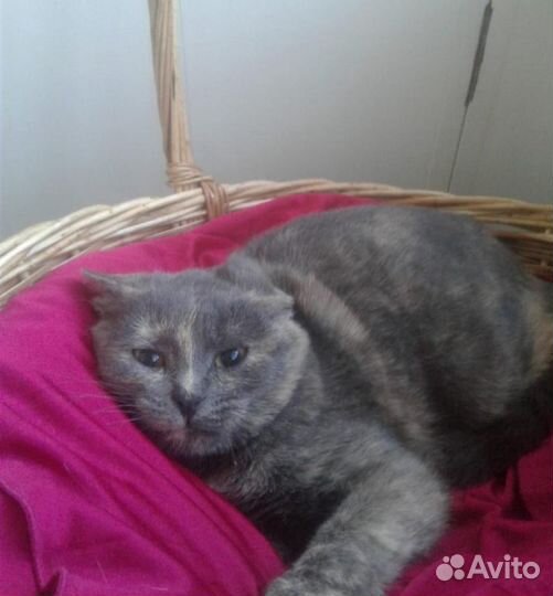 Шерсть у Молли, как бархат - ласковая 