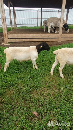 Дорпер на племя