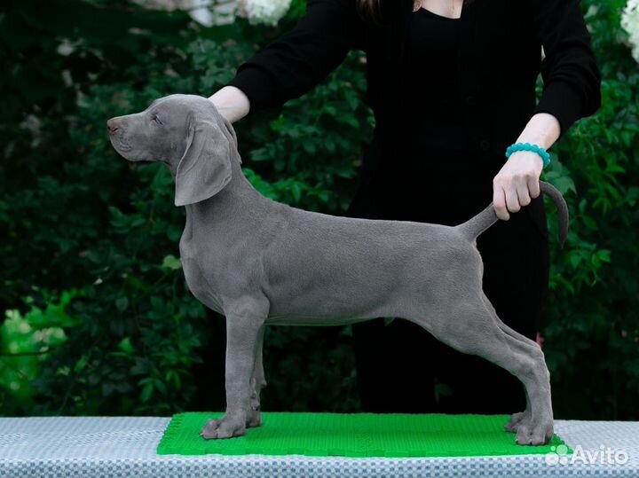 Щенки веймаранера