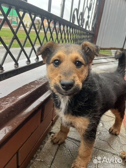 Щенок в добрые руки