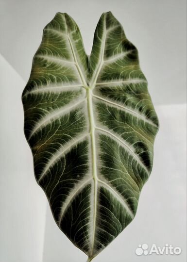 Алоказия аргентея